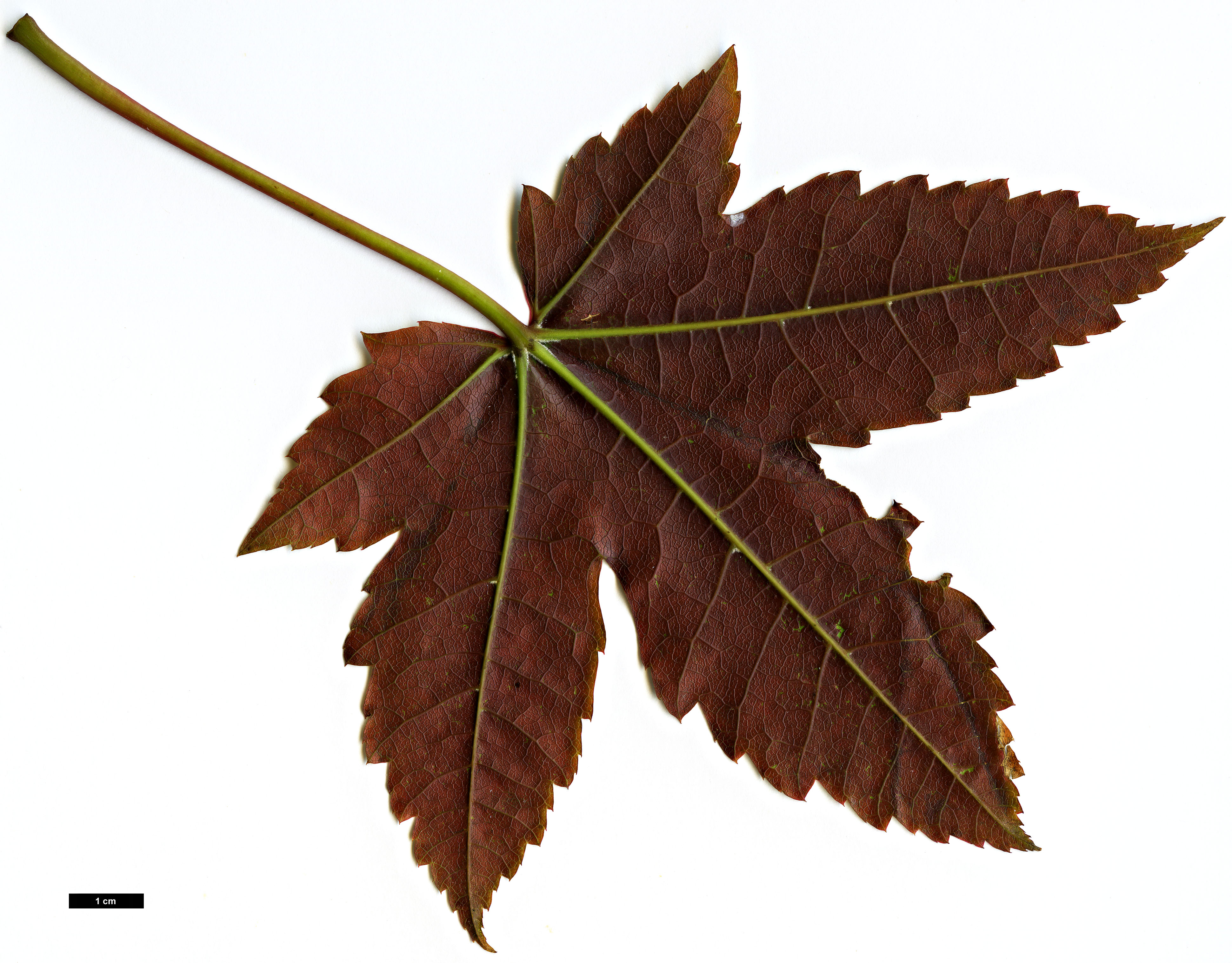 High resolution image: Family: Sapindaceae - Genus: Acer - Taxon: aff. campbellii